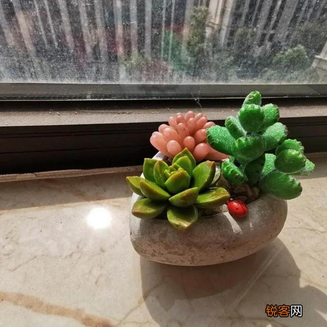 多肉怎么养才能爆盆？需要注意什么？