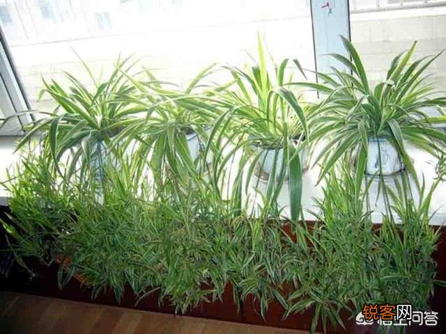 怎样养殖吊兰？