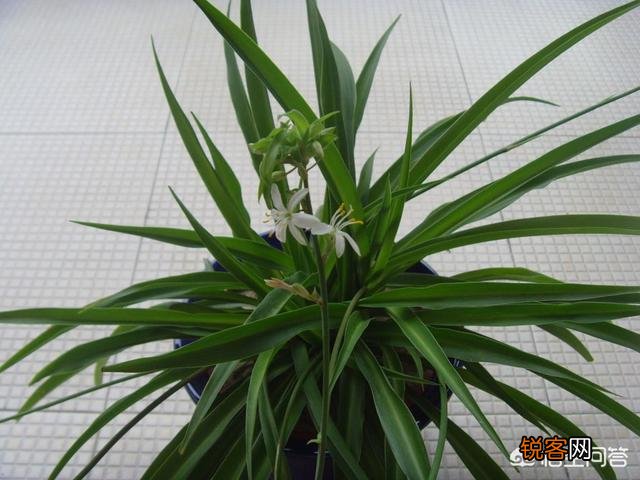 怎样养殖吊兰？