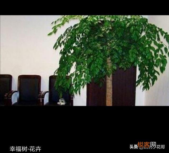 幸福树树干发黑,这是咋了呢？