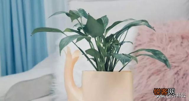 洗衣液桶怎样做花盆？