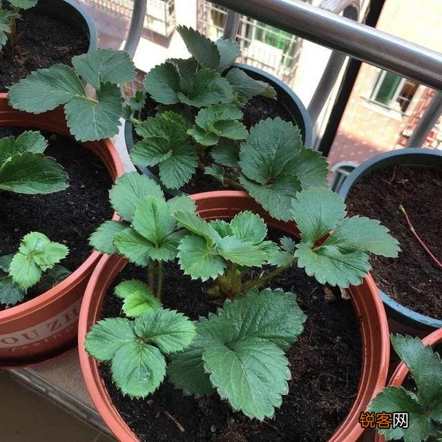 什么样的水果适合盆栽,在阳台种植?