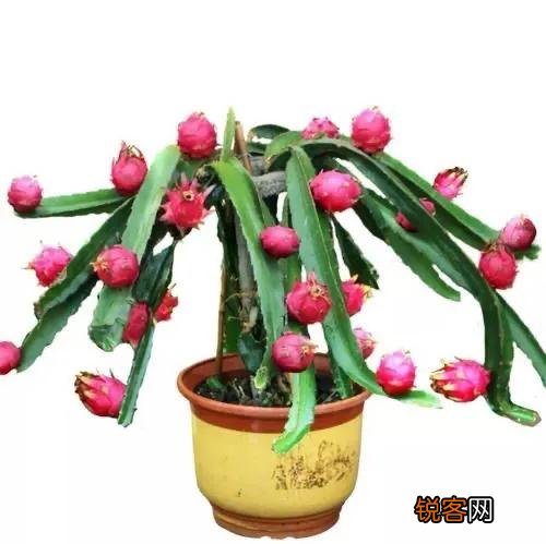 什么样的水果适合盆栽,在阳台种植?