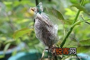 果汁阳台月季可以压枝吗？