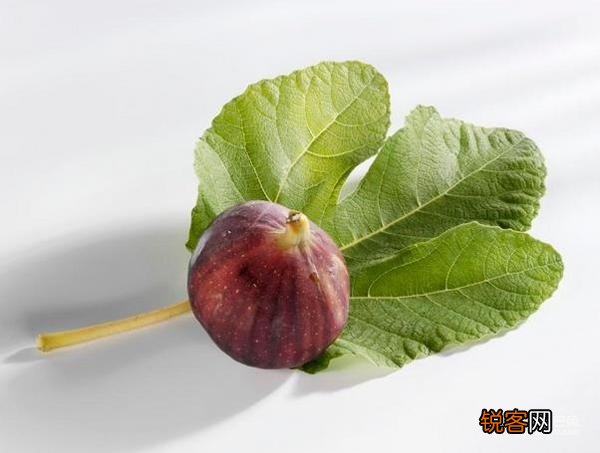 无花果叶子煮水的功效与作用 无花果叶泡水喝的禁忌