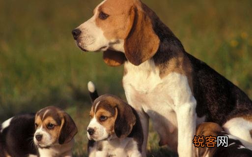 比格犬多少钱一只?比格犬如何喂养?