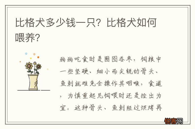 比格犬多少钱一只?比格犬如何喂养?