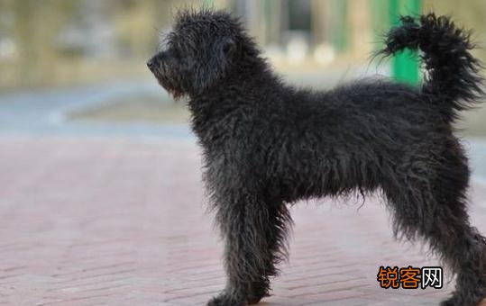 波利犬如何喂养?波利犬多少钱一只?
