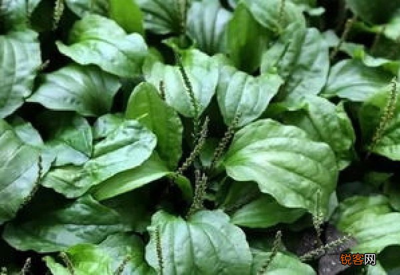 车前草每次用量多少克 车前草没事可以喝吗