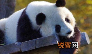 怎么介绍大熊猫? 如何介绍大熊猫