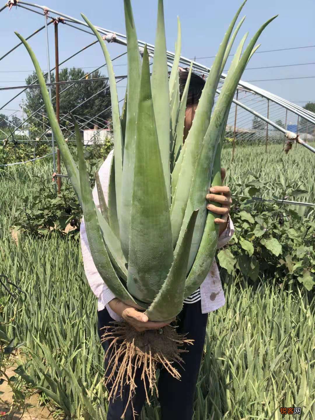 芦荟的功效与作用 一盆芦荟用处多多
