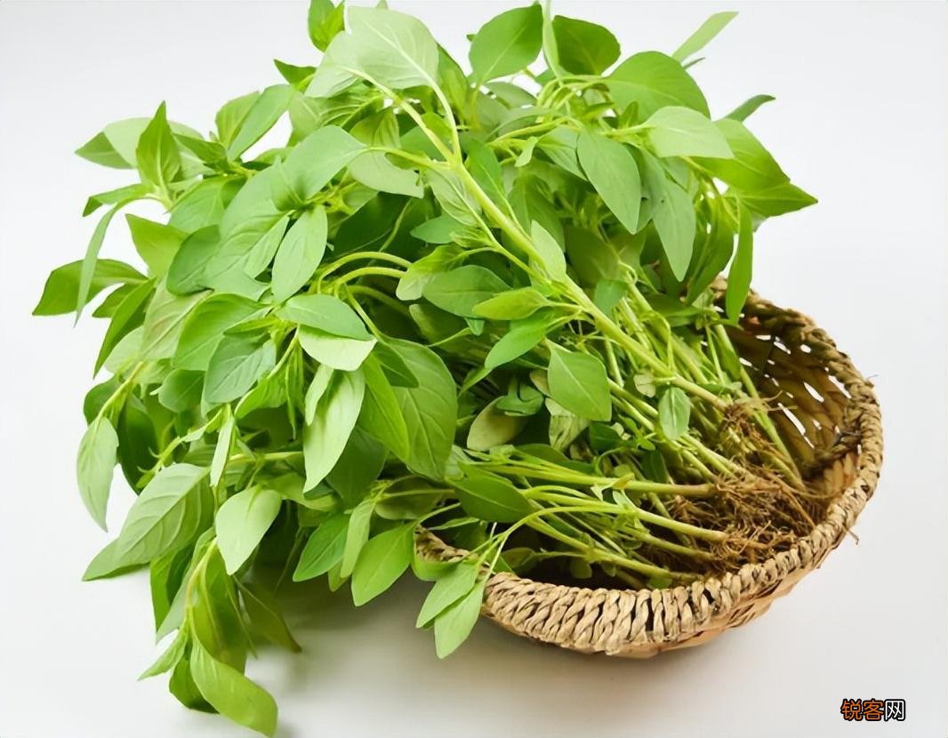 荆芥是一种什么植物 为什么荆芥只有河南人爱吃