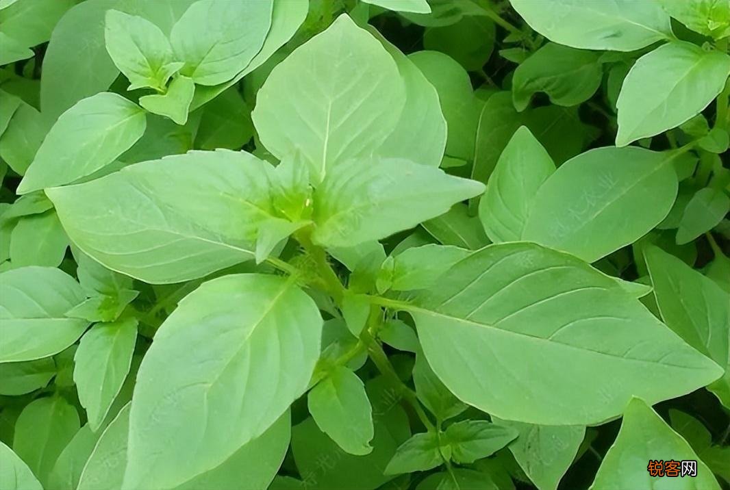 荆芥是一种什么植物 为什么荆芥只有河南人爱吃