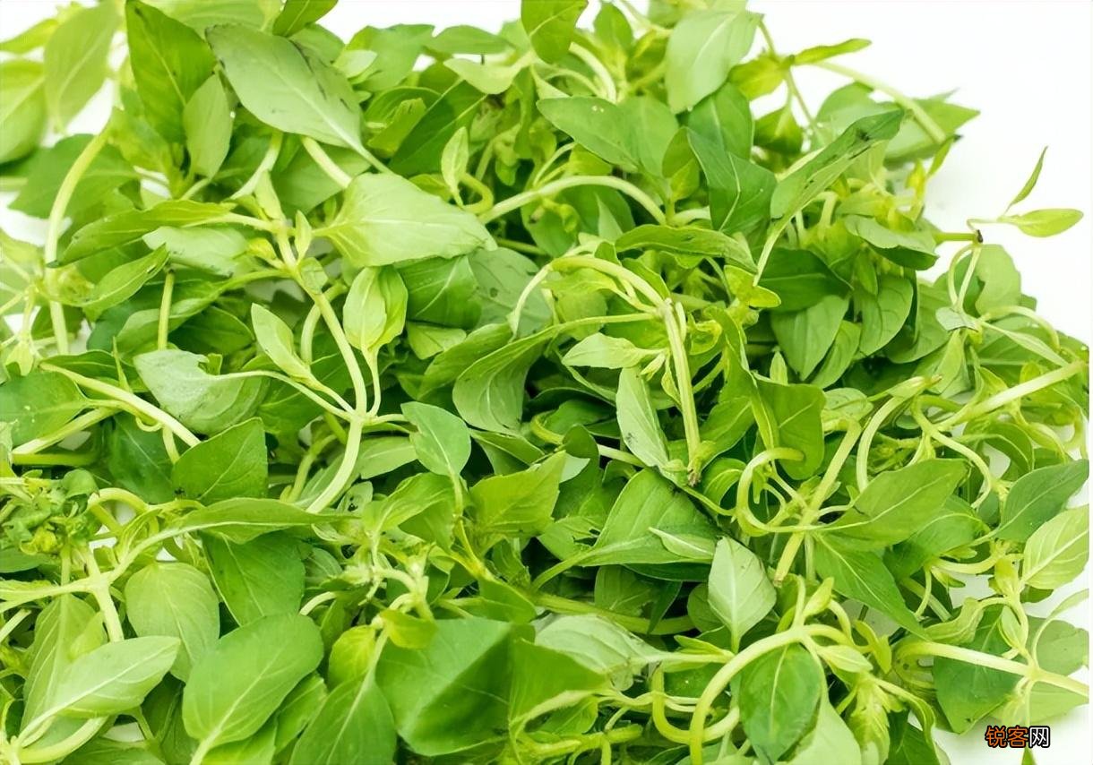 荆芥是一种什么植物 为什么荆芥只有河南人爱吃
