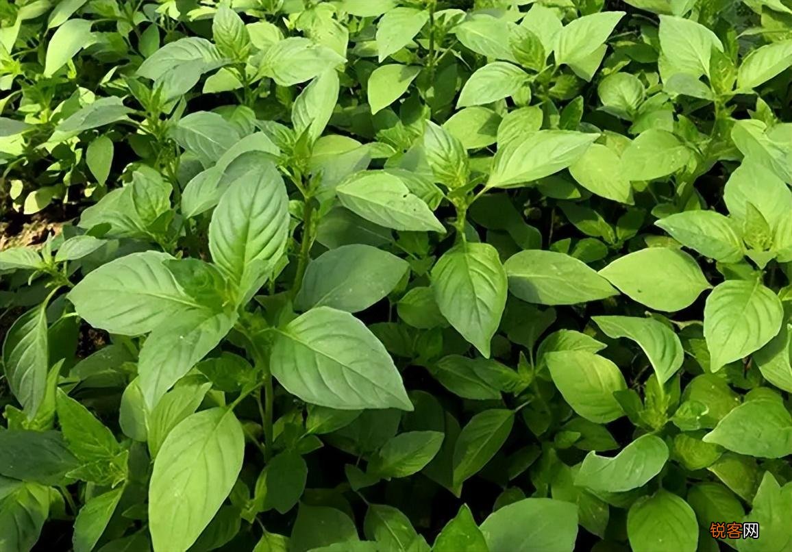 荆芥是一种什么植物 为什么荆芥只有河南人爱吃