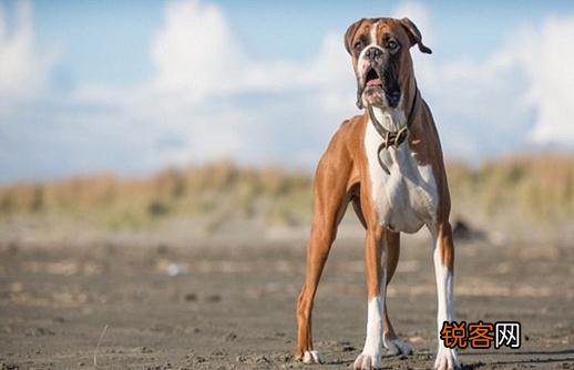 拳师犬的简介-拳师犬怎么喂养？