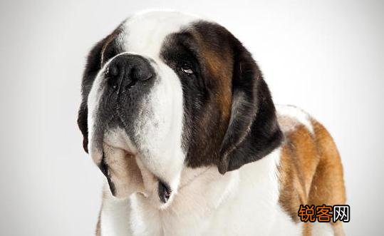 圣伯纳犬如何训练?圣伯纳犬怎么养?