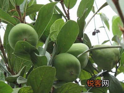 解读荔枝果的营养价值