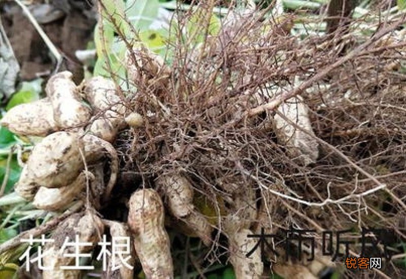 花生属于植物的哪个器官