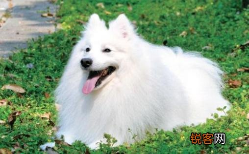 银狐犬喂养注意事项图 银狐的特征-银狐犬怎么喂养？
