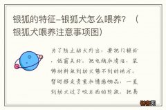 银狐犬喂养注意事项图 银狐的特征-银狐犬怎么喂养？