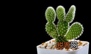 仙人掌作文300字 描写仙人掌的好段