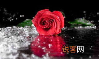 玫瑰花作文 玫瑰花作文有什么