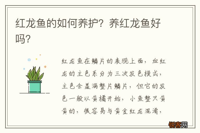 红龙鱼的如何养护？养红龙鱼好吗？