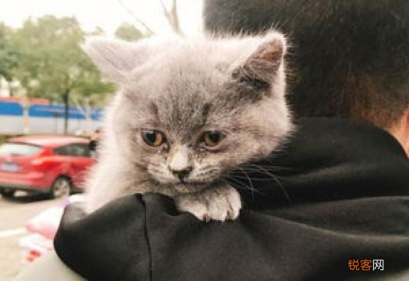怎么判断猫咪有没有耳螨