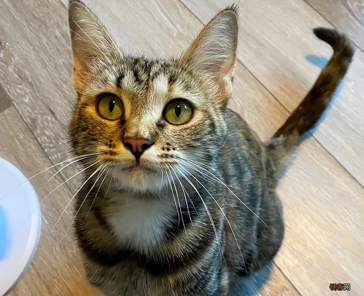 2022年适合养的猫品种 猫咪“爆款名单”