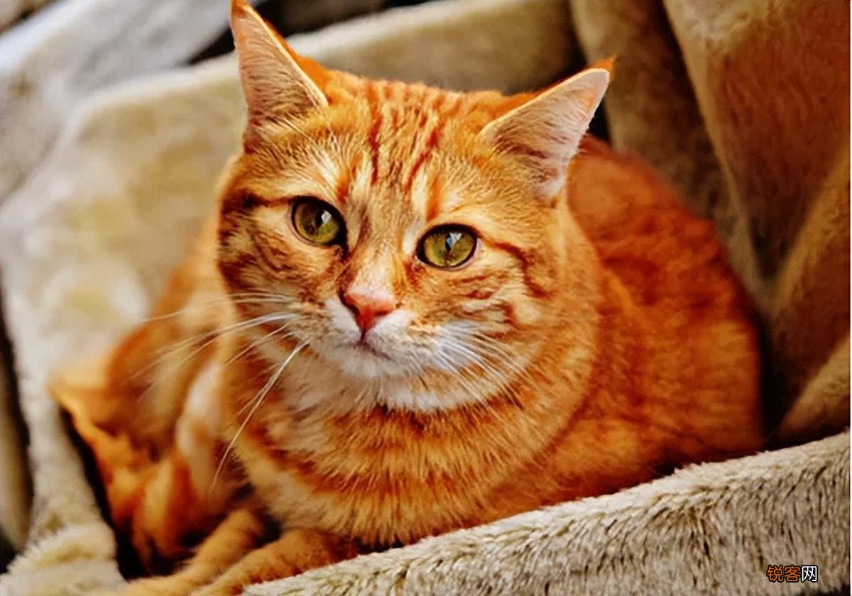2022年适合养的猫品种 猫咪“爆款名单”