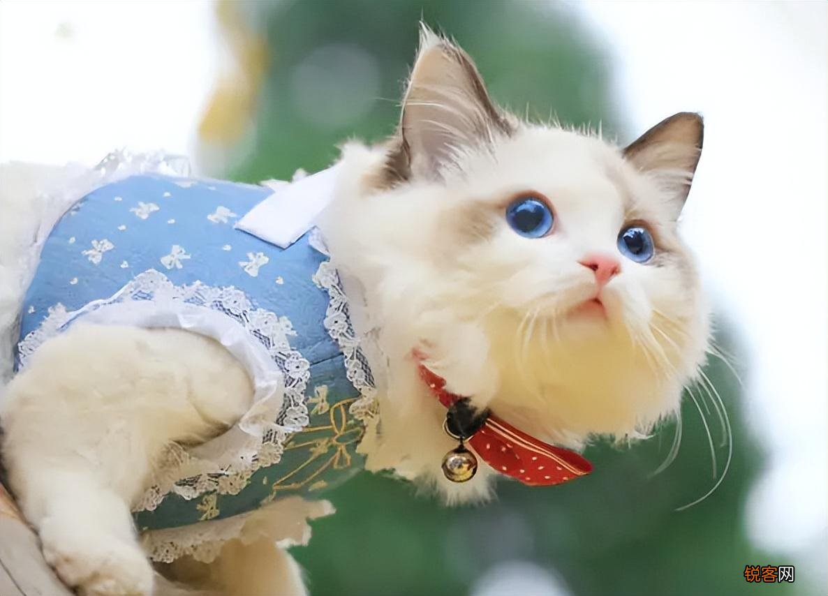 2022年适合养的猫品种 猫咪“爆款名单”