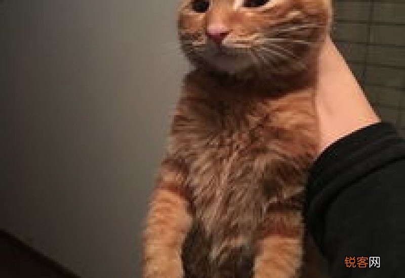 猫咪不吃饭怎么办?