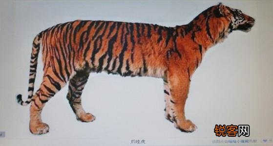全球有多少种老虎 虎的种类介绍和图片大全