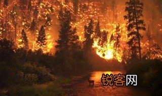 预防山火的感悟 预防山火的感悟是什么