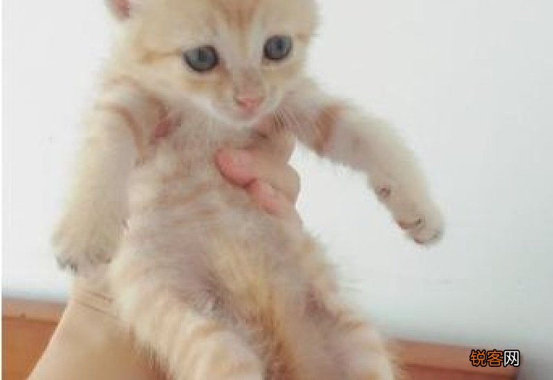 猫咪羊奶粉什么牌子好