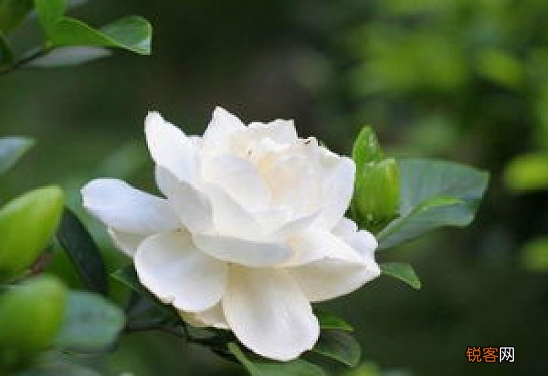 栀子花怎么打顶