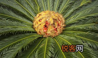 铁树开花是什么意思 铁树开花出自哪里