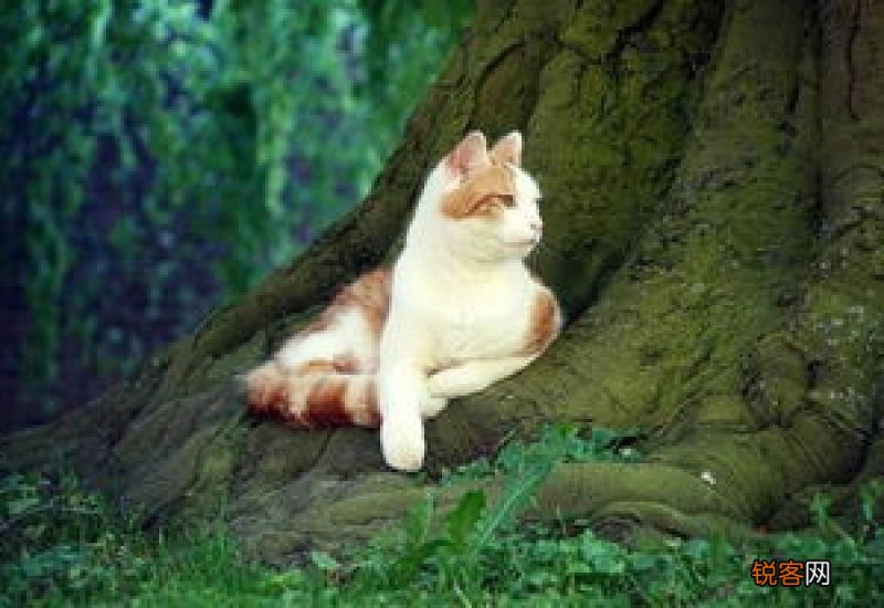 猫咪小便失禁怎么回事