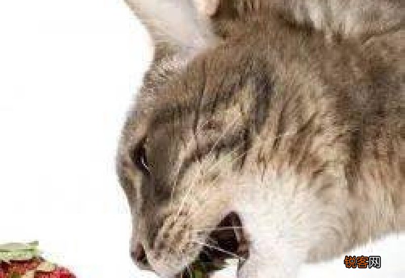 猫会吃草莓吗