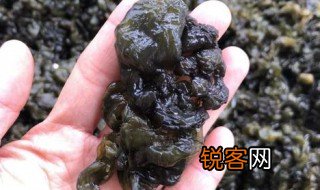 什么是地耳菜 什么叫地耳菜