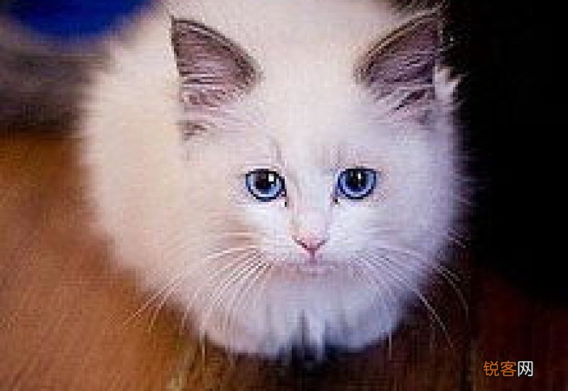 猫吐黄水拉稀是怎么办