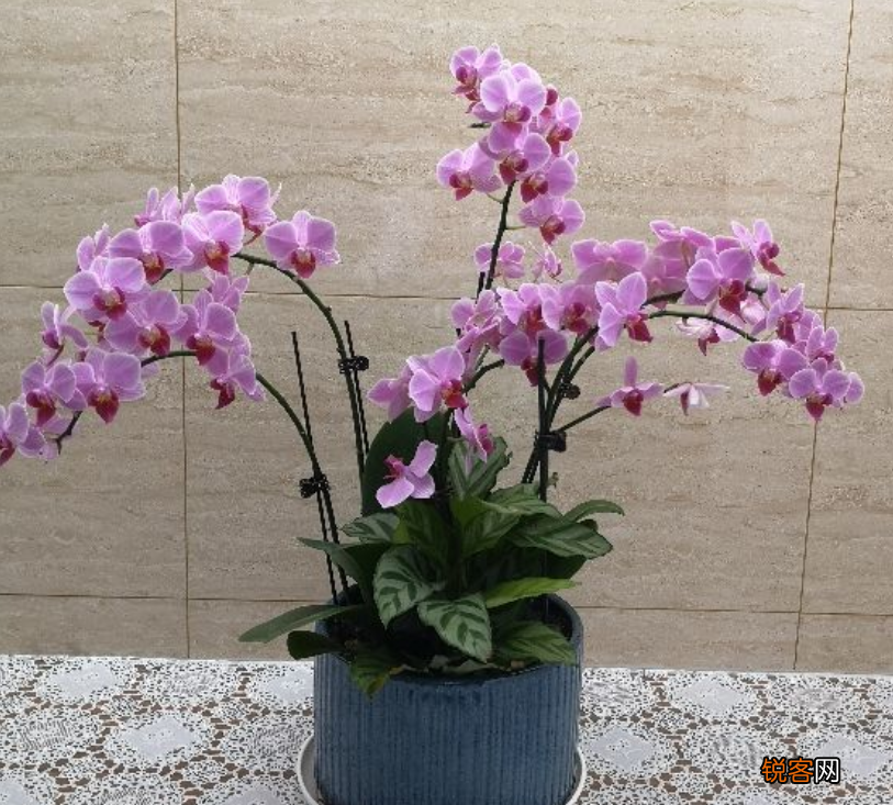 十二星座好运花 看看你的幸运花