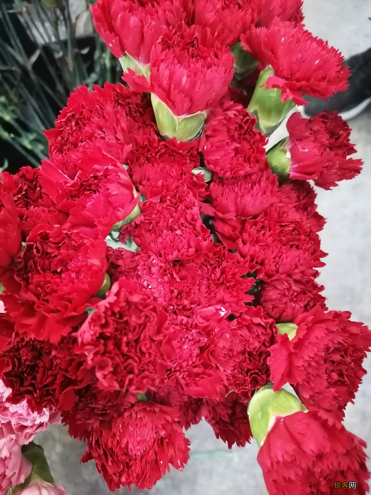 十二星座好运花 看看你的幸运花