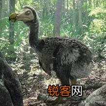 你知道有哪些因为好吃,被人类吃到灭绝的动物?