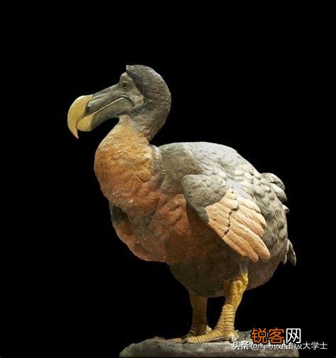 你知道有哪些因为好吃,被人类吃到灭绝的动物?