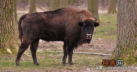 你知道有哪些因为好吃,被人类吃到灭绝的动物?