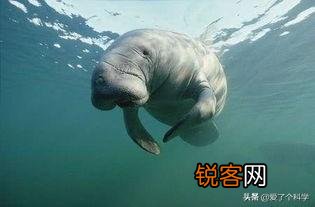 你知道有哪些因为好吃,被人类吃到灭绝的动物?