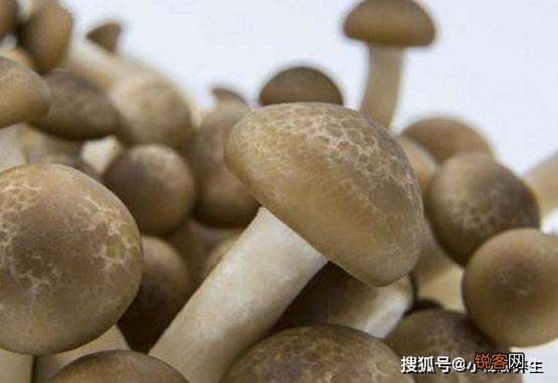菇类是发物吗菇香菇蘑菇是发物吗