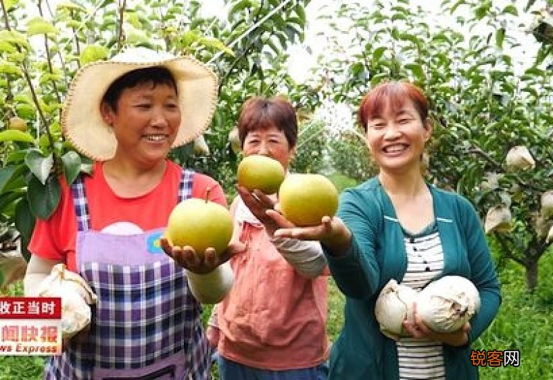 华山梨品种介绍